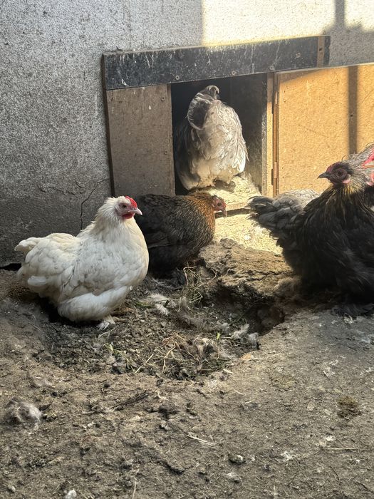 Продам карликовых курей