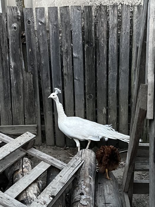 Vand păun mascul 6 ani