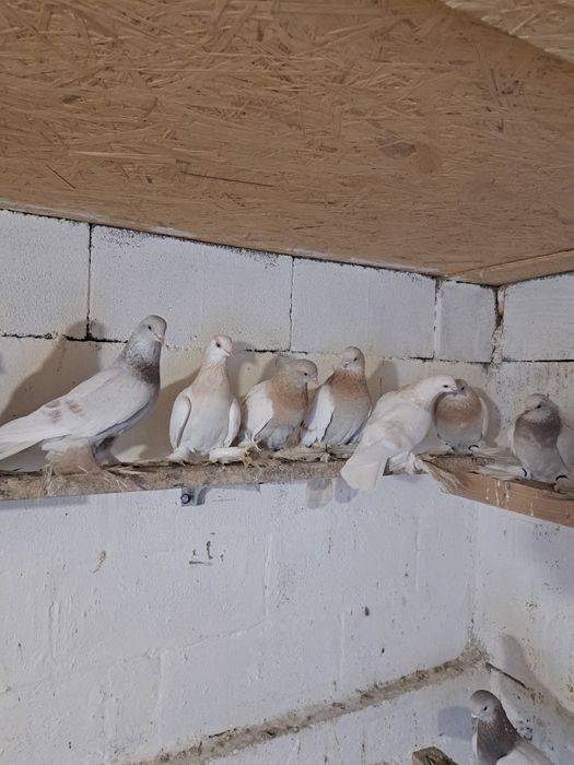 Продам бойных голубей