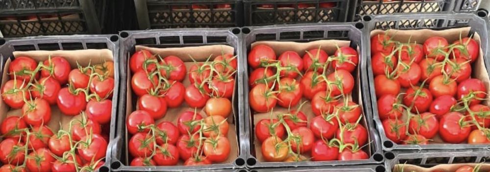 Помидоры из туркменистана