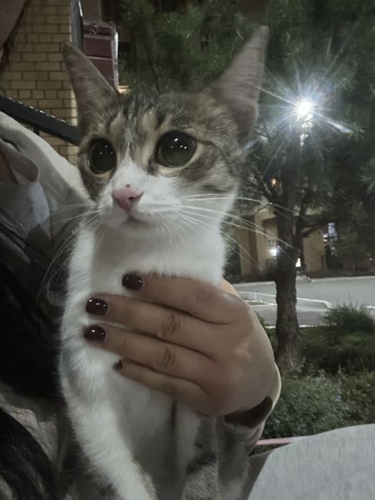 Кошка котенок в добрые руки