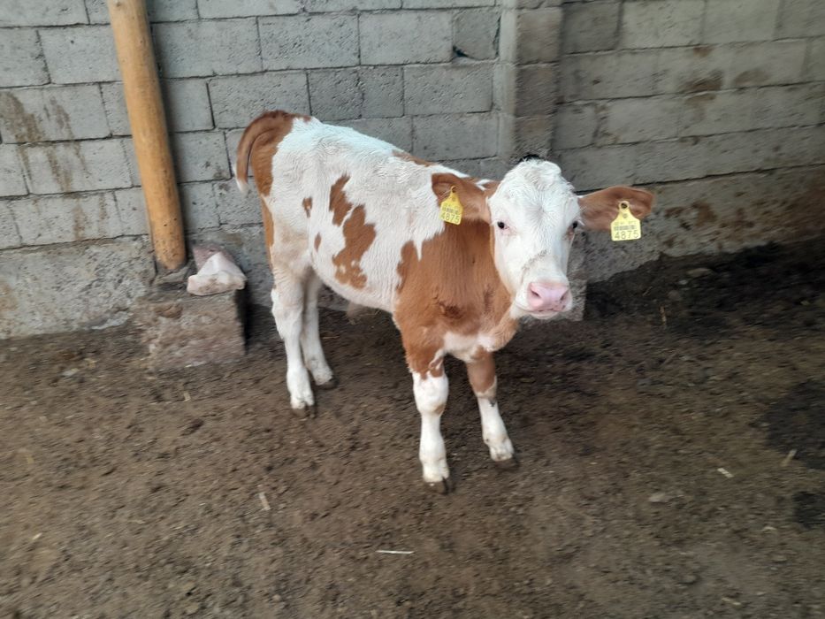 Simmental buqalar