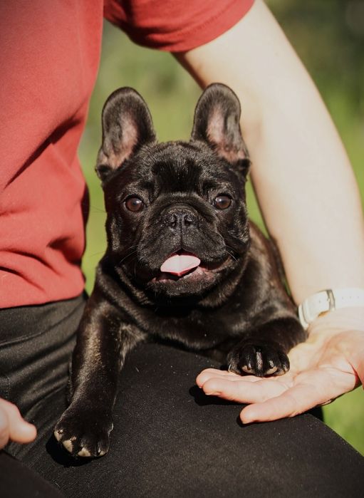 Bulldog Francez 3 luni