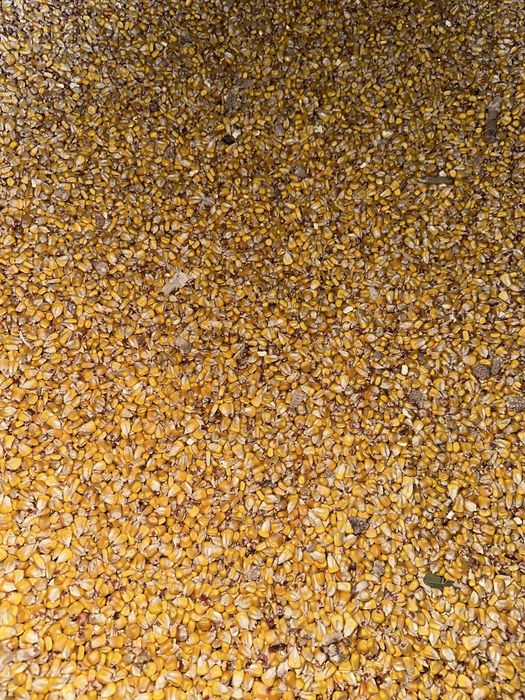 Porumb uscat - pret negociabil