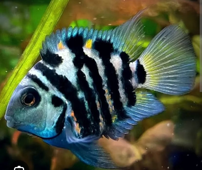 Parrot Polar Blue