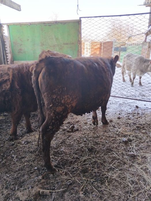 Продаются телочки.