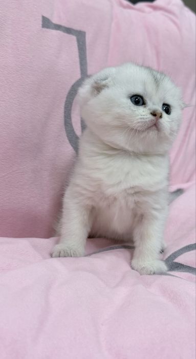 Шотланский скоттиш фолд ! Шиншилла серебро!