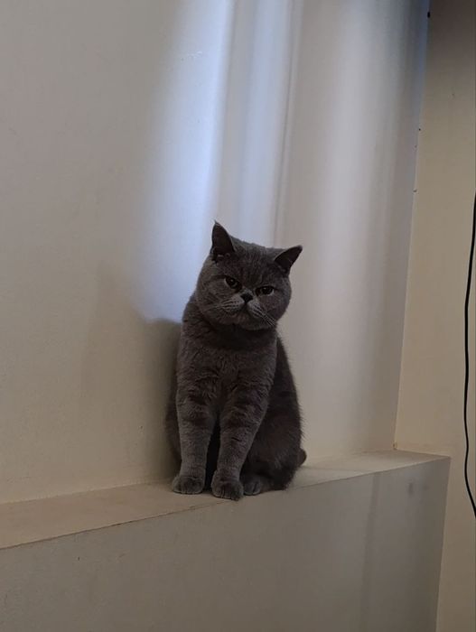 Вязка чистокровного скотиш!!