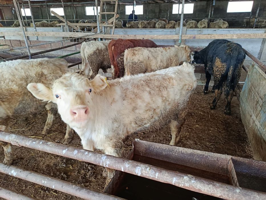 Avlikol grenfod mikimaus ɓoqala sotiladi