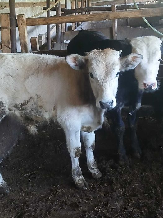 Taurasi de vanzare
