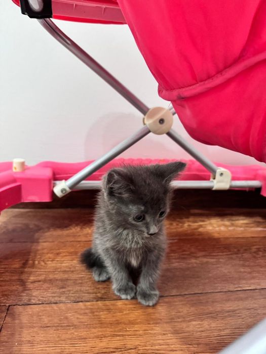 Котенок маленький