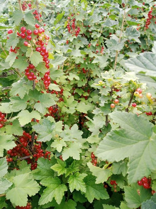 Продам куст красной смородины