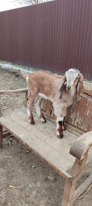 Козлик БиталоКамориНуб