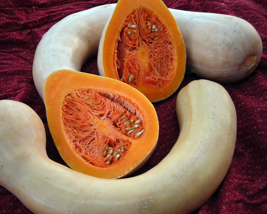 Seminte Placintar ' Zucchini Tromboncino ( 100 seminte