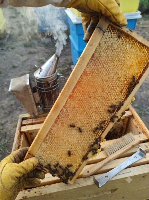 Продавам пчелен мед букет 2026