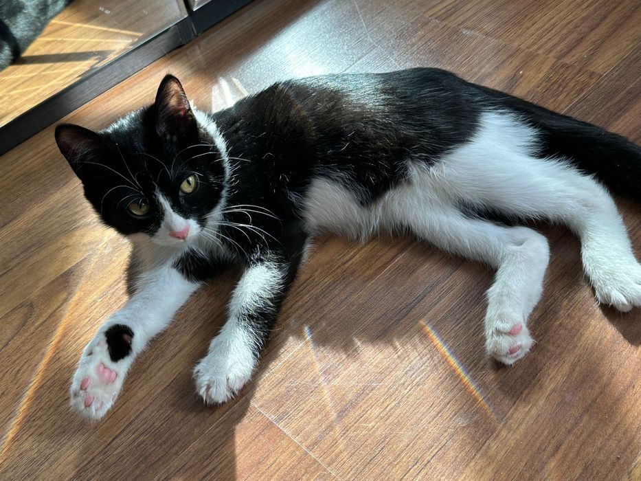 Кошка в хорошие руки