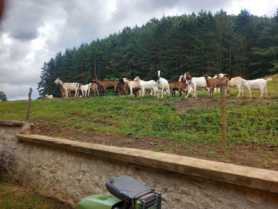 Capre si iezi de vanzare, Alpina franceza, Boer, Sanenn