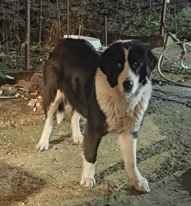 DONEZ pui Ciobanesc De Bucovina