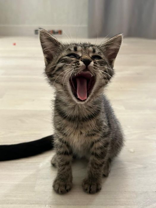 Котята кошки мысык