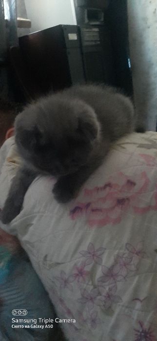 Распродажа вислоухие котята