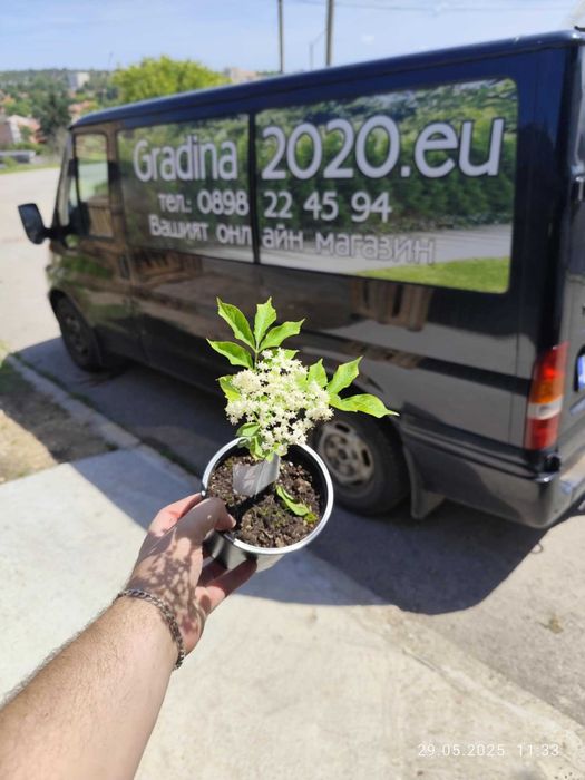 Бъз - Бял   Разсад