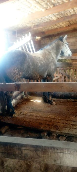 Продам Лошадь Срочно