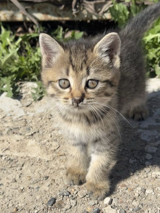 отдам котят,бесплатно