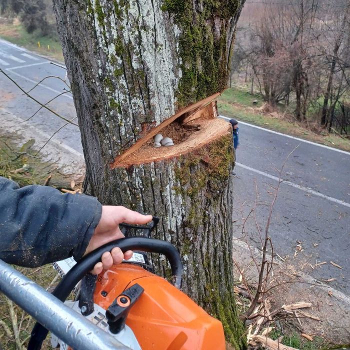 Toaletare arbori | Doborâre copaci