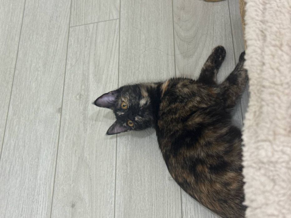 Котенок девочка окрас черепашка