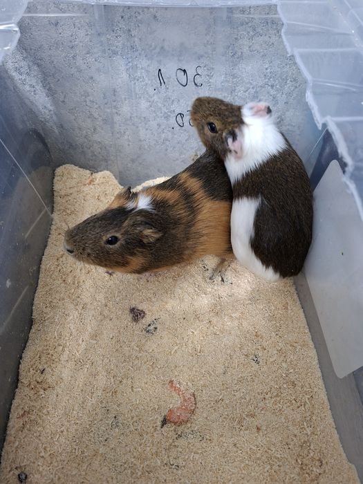 Морские свинки парочка