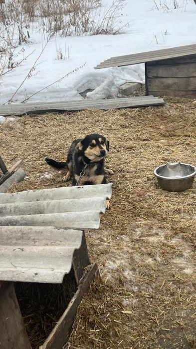 Срочно отдам в добрые руки