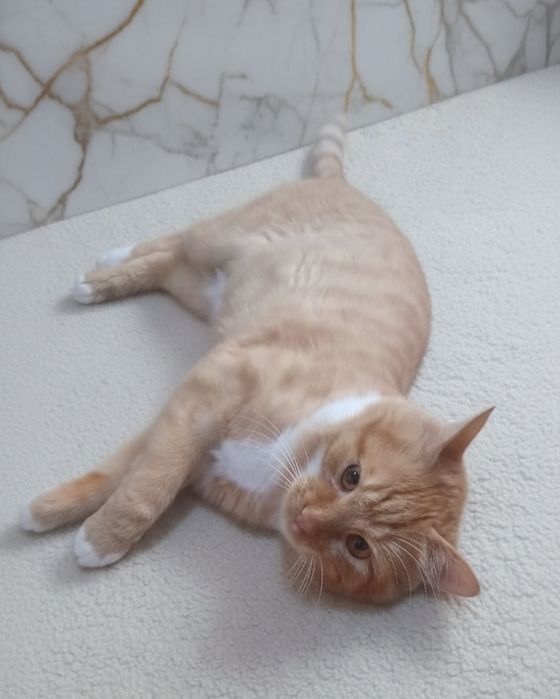 Отдам кота в добрые руки