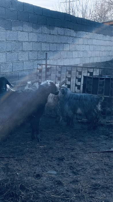 семіз қойлар сатылады