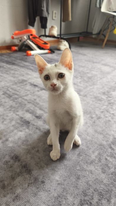 Котёнок в хорошие руки