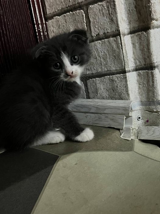 Очаровательные вислоухие котята  от папы Британца и мамы вислоухой