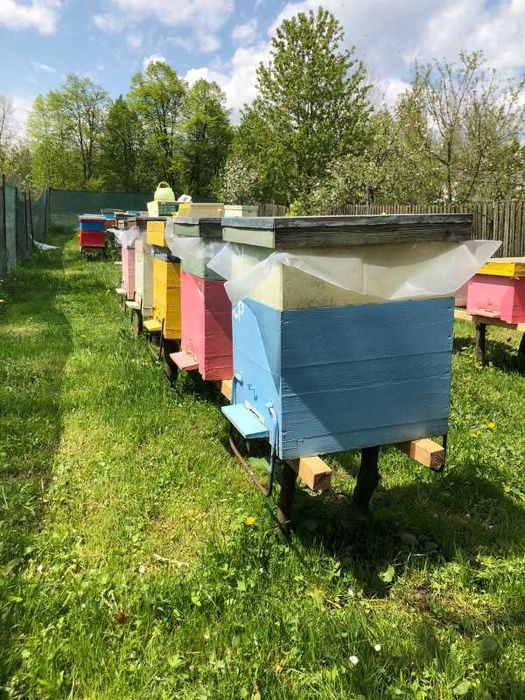 Vand familii albine!