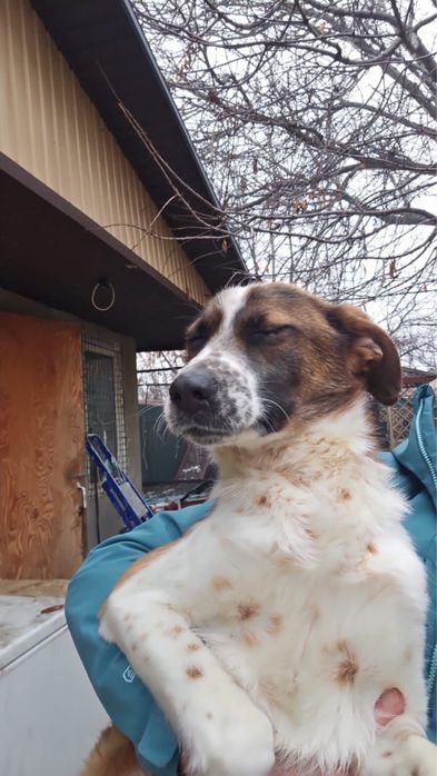 Коппер ищет дом…