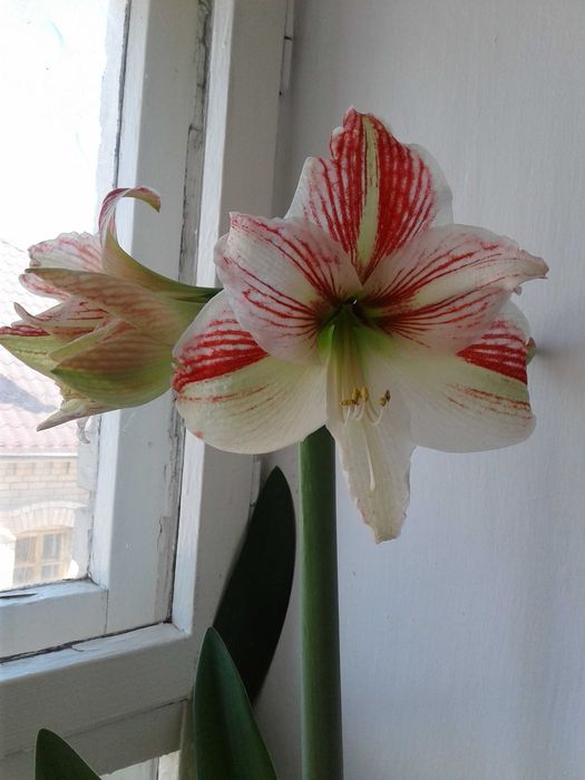 продам комнатные цветы