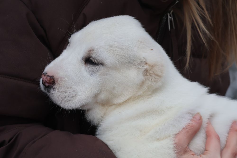 Белоснежные щенки САО Алабая