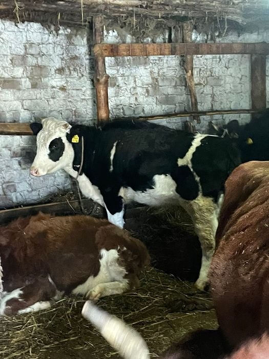 Продам телочку на доращивание