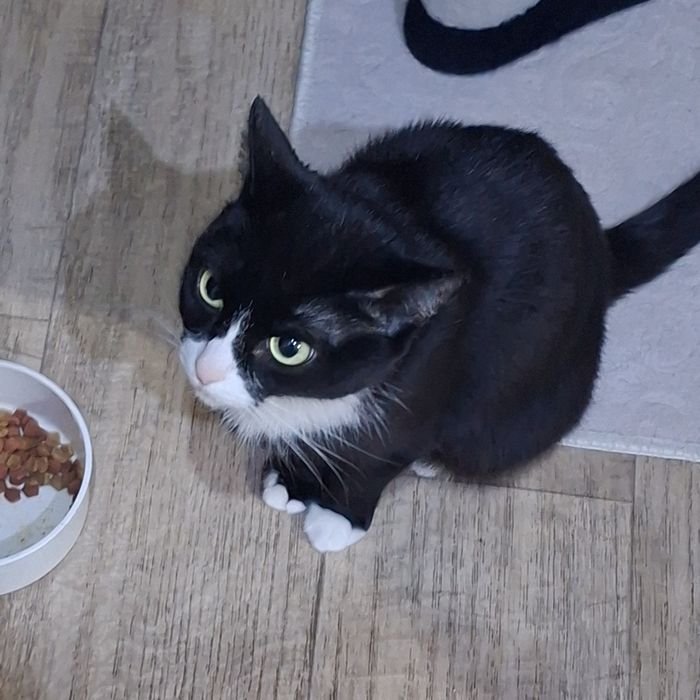 Продам кошку в добрые руки