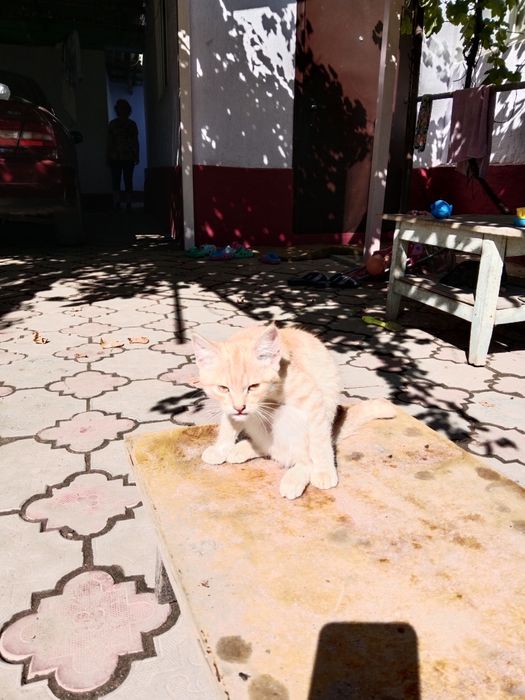 Домашние животные