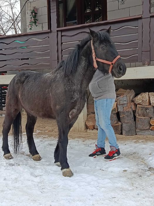 Vând o iapa de 7 ani și o mânza de un an și 5 luni