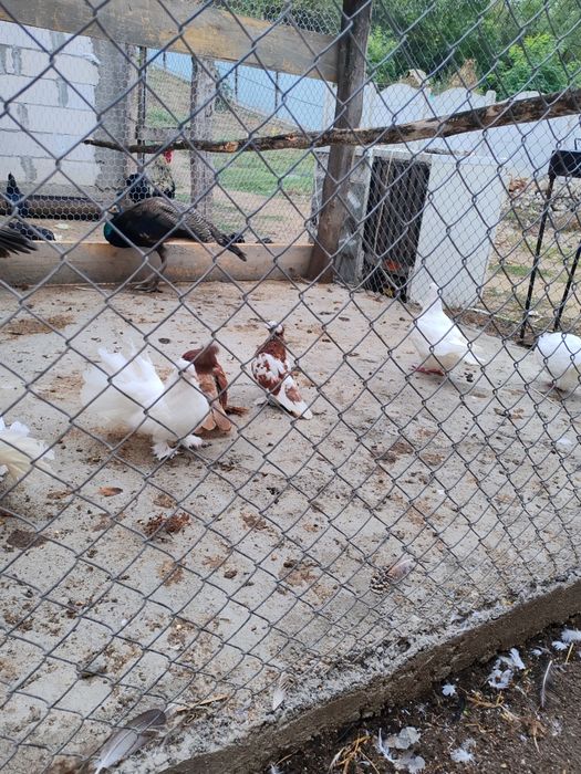 Vând porubei rotați și jucători