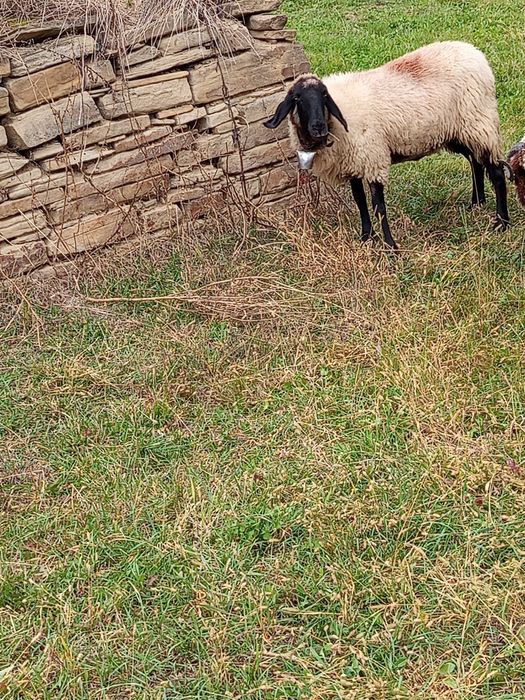 De vânzare cârlană