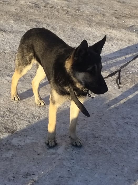 Вязка ВЕО 3 года