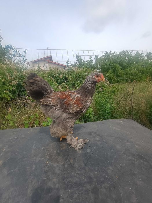Se vând Cocoșei Brahma  bso