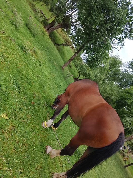 Iapă de vînzare....