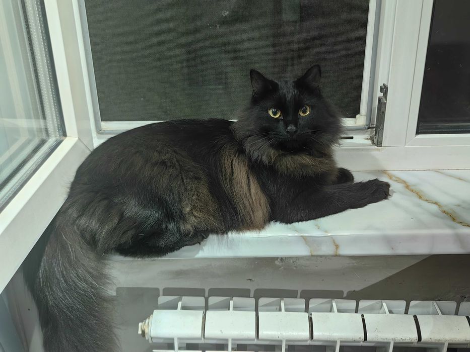 Отдам кота мышелова