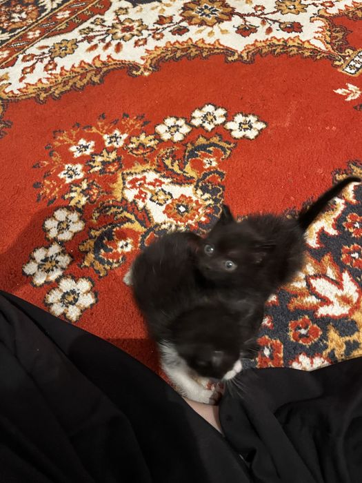 Воспитанные милые котята,приучены к дотку и ласковые)